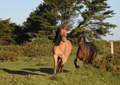 Endurance stage 11-04-2025 centre équestre Plogoff CEDFA