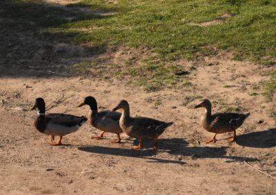 Endurance stage 11-04-2025 centre équestre Plogoff CEDFA
